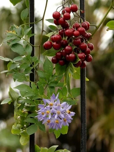 Solanum Seaforthianum