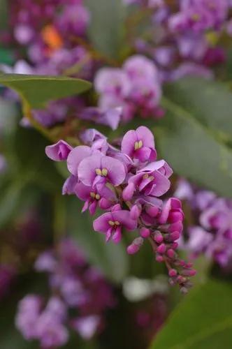 Purple Vine Lilac