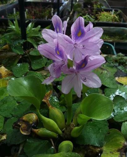 Brazilian Water Hyacinth