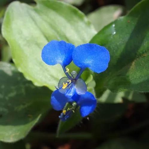 Commelina Benghalensis