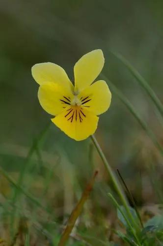 Whiskers Yellow Pansy