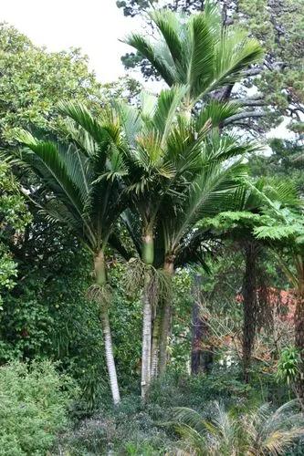 Norfolk Island Palm