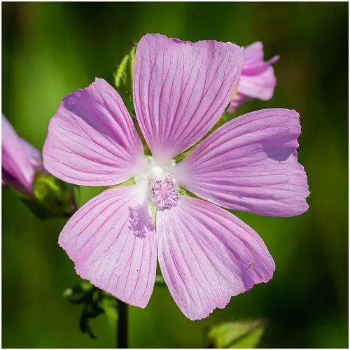Greater Musk Mallow