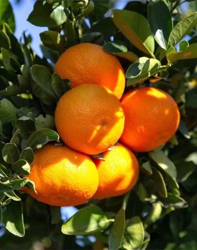 Clementine Mandarin Orange