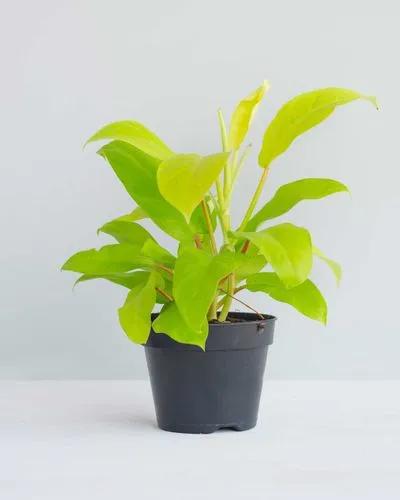 Philodendron Hybrid Malay Gold