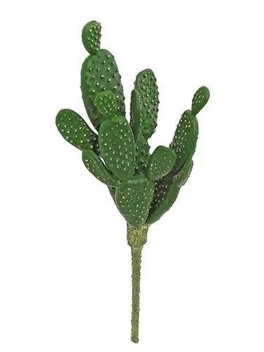 Mistletoe Cactus