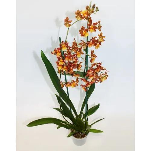 Cambria Orchid