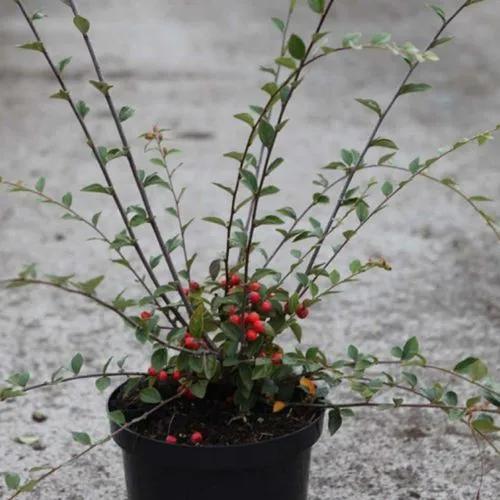 Franchet's cotoneaster
