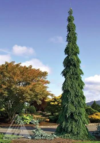 Weeping White Spruce