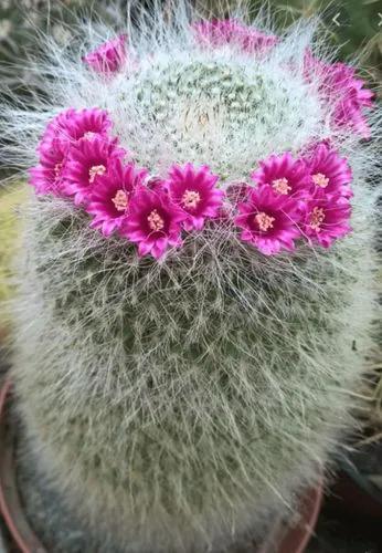 Old lady cactus