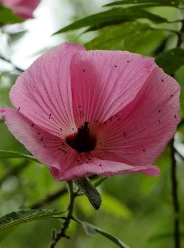 Cottonwood Hibiscus