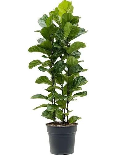 Ficus Lyrata Bambino