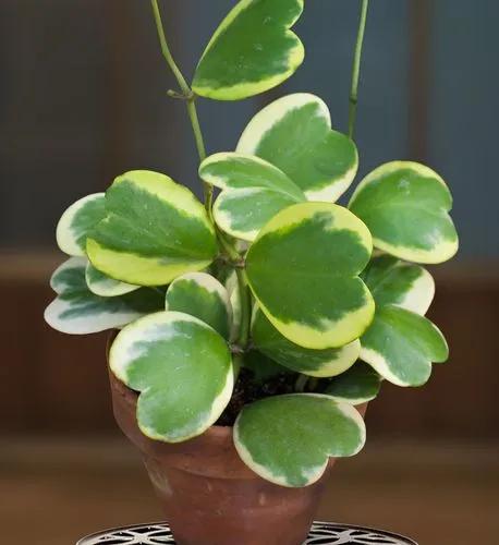 Hoya Kerrii 'variegata'