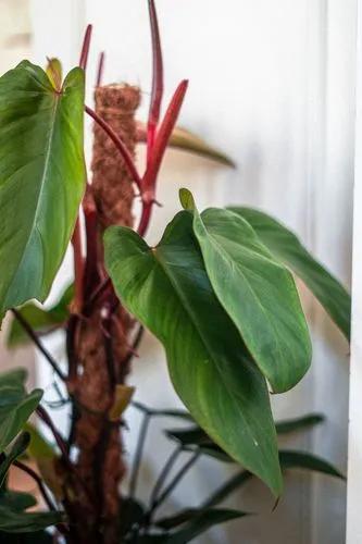 Red Philodendron