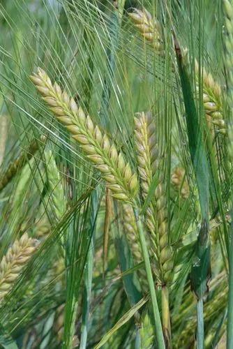 Common Barley