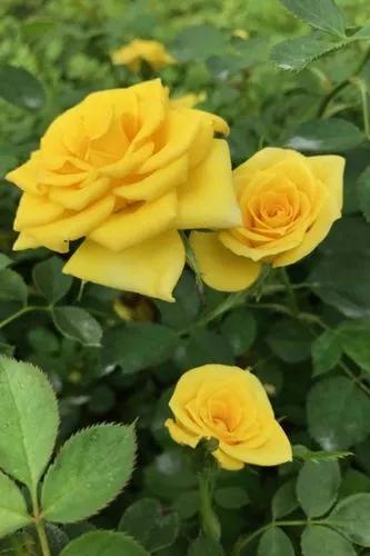 Small Yellow Rose Bush