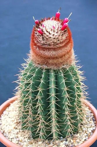 Turk's-cap Cactus