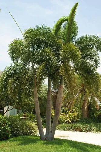 Palmiste Poison