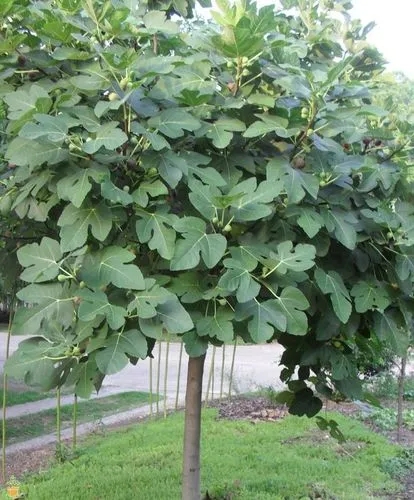 Celeste Fig Tree