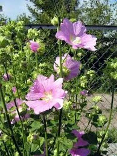 Greater Musk-Mallow