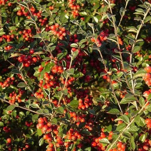 Late Cotoneaster