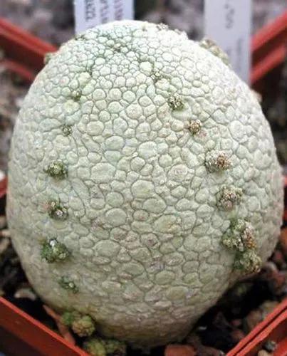 Dinosaur Egg Cactus