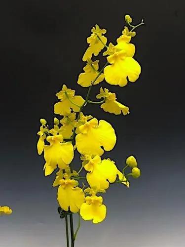 Lemon Drop Oncidium Orchid