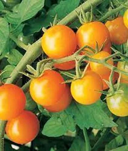 Golden Harvest Tomato