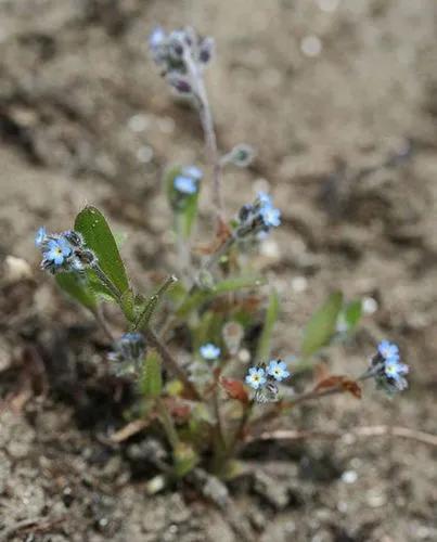 Early Forget-Me-Not