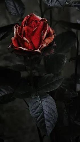 Dancing In The Dark Rose