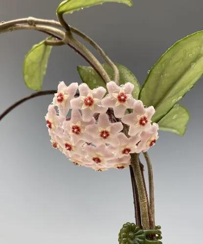 Porcelain flower