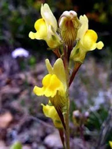 Prostrate Toadflax