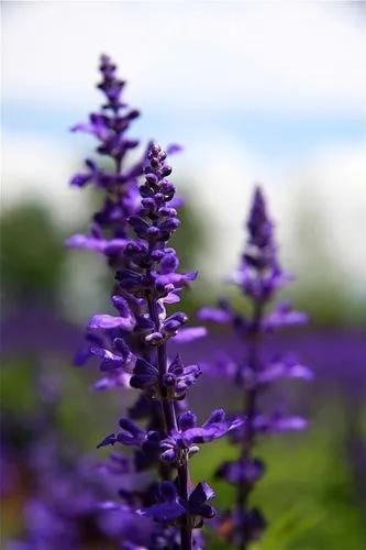 Lavender Salvia