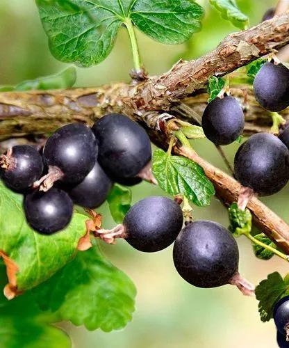 Josta Berries
