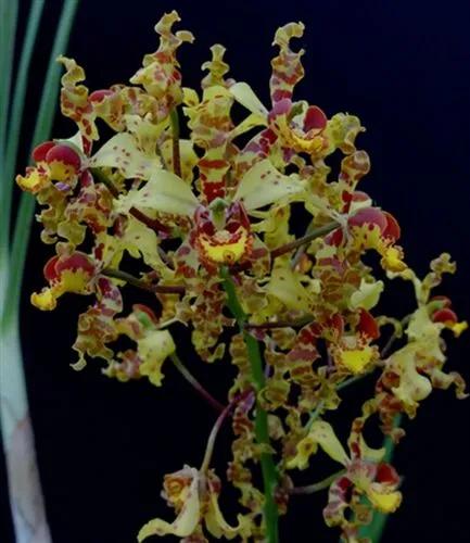 Cytropodium Orchid