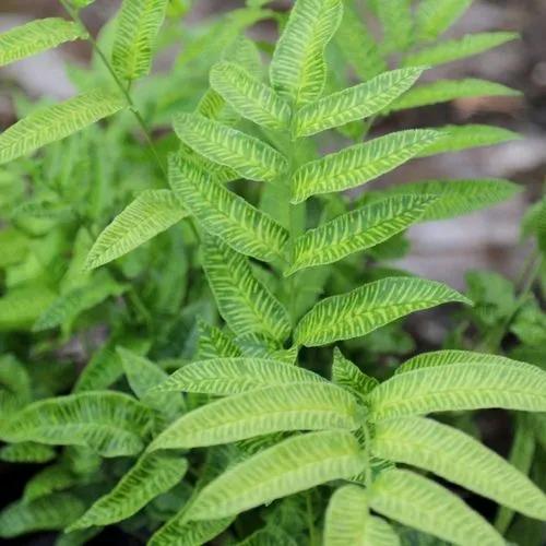 Variegated Bamboo Fern