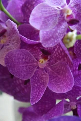 Vanda Alliance Orchid Hybrids