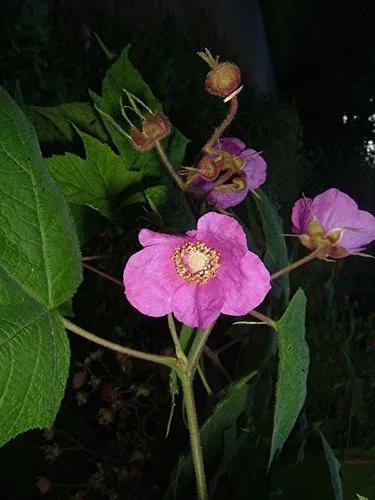 Flowering Raspberry