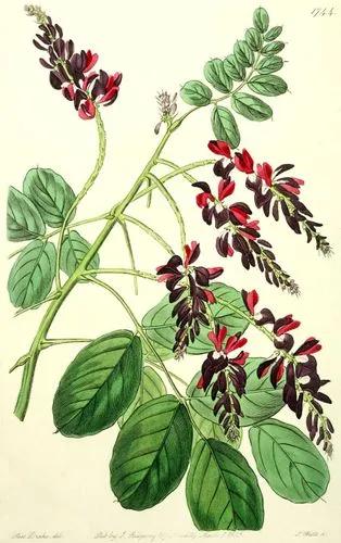 Spirotropis Longifolia