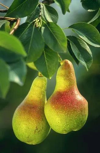 Packham Pear