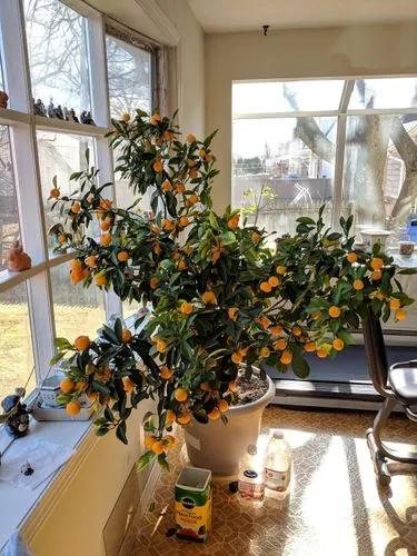 Calamondin orange tree