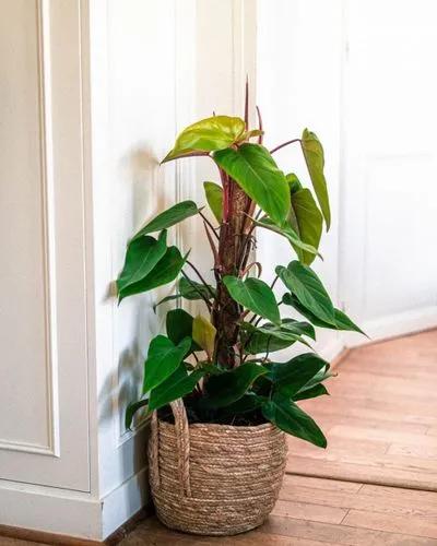 Red Emerald Philodendron