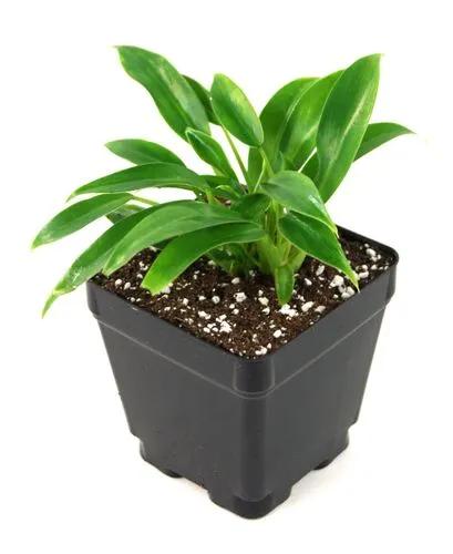 Philodendron Wend Imbe
