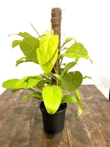 Philodendron 'malay Gold'