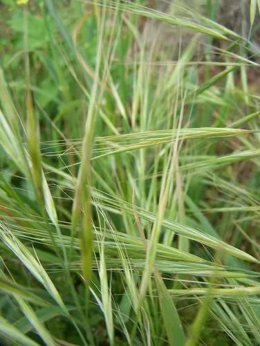 Broncho grass