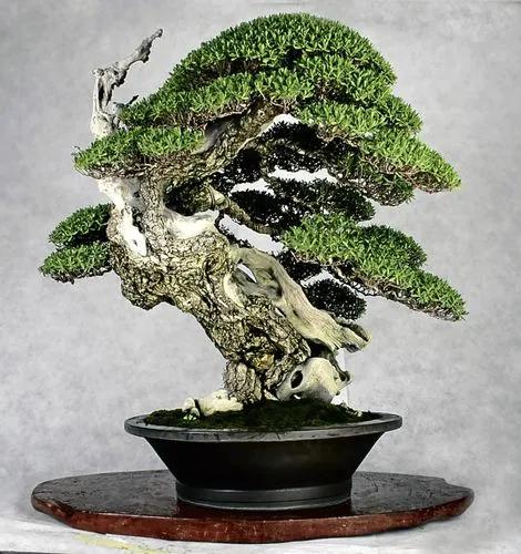 Rock Jupiter Bonsai Tree