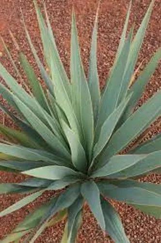 Pale-leaf Yucca