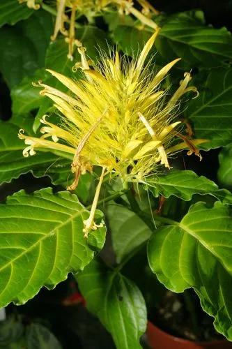 Schaueria Calytricha Yellow Dancer’ Golden Plum