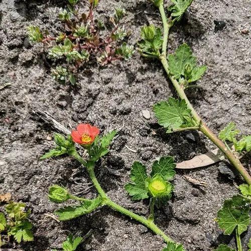 Red-Flowered Mallow, Carolina Mallow, Bristle Mallow