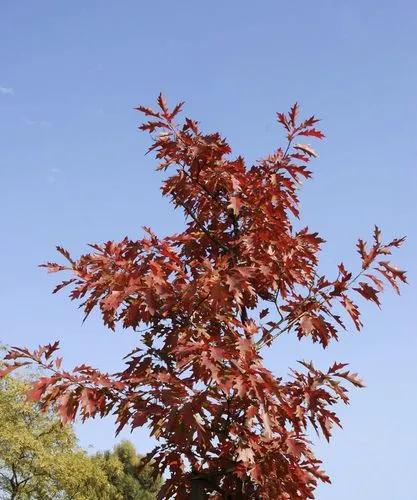 Northern Red Oak